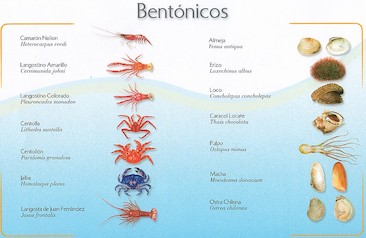 bentonicos.jpg
