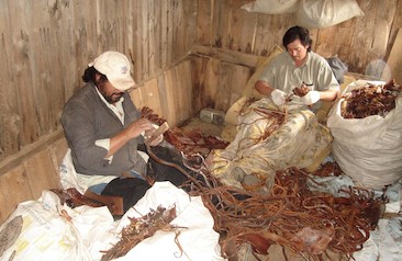 Cochayuyeros