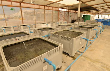 cultivo de langosta