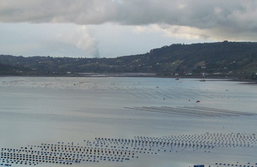 cultivo de mitílidos en CAlbuco
